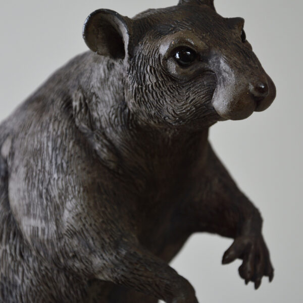 Rat #25-3